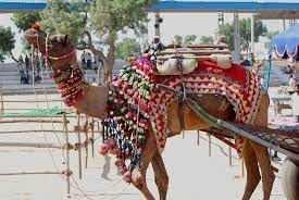 The event reflects much of the culture of this place. Pushkar Fair Wikipedia