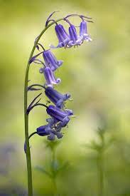 Pin On Bluebells