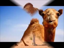 Learn the vocabulary related to ainimal sounds. Camel Sounds Animals Good Voices Youtube