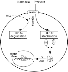 Both smoke alarms and carbon monoxide detectors can save your life, as they can detect an issue before you can. Activation Of Hypoxia Inducible Transcription Factor Depends Primarily Upon Redox Sensitive Stabilization Of Its A Subunit Journal Of Biological Chemistry