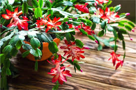 Watering Christmas Cactus The Right Way Indoor Garden Nook Christmas Cactus Flowering Succulents Flower Pots
