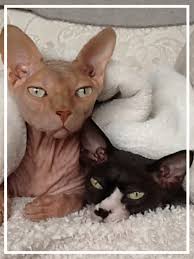As it is no longer available, the pink cat can only be obtained through trading or by hatching any remaining pink eggs. The Pink Cat Story