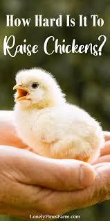 We did not find results for: Things To Consider Before Raising Chickens Lonely Pines Farm