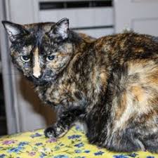 Together with petsmart charities, we help save over 1,500 pets every day through adoption. Best Pet Stores Near Me July 2021 Find Nearby Pet Stores Reviews Yelp