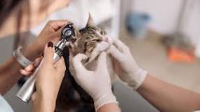 Polyps in Ears of Cats