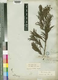 Image result for Acacia brevispica