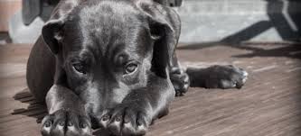 Como eliminar las pulgas de la casa. Que Hacer Cuando Tenemos Pulgas En Casa Aun Sin Animales Frontline