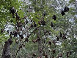 Image result for Allophylus lastoursvillensis