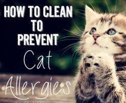 How To Clean To Prevent Cat Allergies Ask Anna Cat Allergies Allergy Remedies Allergies