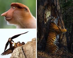 Want to discover art related to tigress? Unique Picture Of Tigress Hugging Tree Wins Wildlife Photographer Of The Year The Northern Echo
