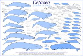 Whale Size Chart Whale Species Whale Migration Humpback