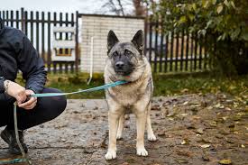 Image result for norský losí pes šedý