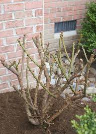 How And When To Prune Knock Out Roses Sand And Sisal Rose Trees Plants Growing Roses