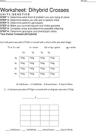 A dihybrid cross worksheet will help to predict and determine the genotype of an offspring. Ex A Tall Green Pea Plant Ttgg Is Crossed With A Short White Pea Plant Ttgg Tt Or Tt Tall Tt Short Gg Or Gg Green Gg White Pdf Free Download
