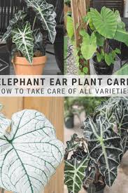 Pin By Susan Young On Alocasia Colocasia And Caladium In 2020 Elephant Ear Plant Alocasia Plant Plants