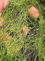 Image result for Utricularia gibba