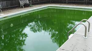I added the recommended amount once recieved. How To Clear Green Pool Water Fast Pool Care School