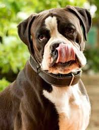 Boxer Temperament Understanding Its Active Watchful Personality