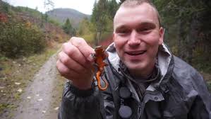 Oregon Blacktailed Deer Hunting, Evans Creek Unit 29. Recap. Salmamanders  and Bears! Gold in Rocks!?