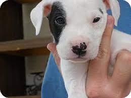 Rescue a pit bull today! San Diego Ca Jack Russell Terrier Meet Buckwheat A Pet For Adoption