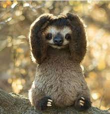 15 Adorable Sloths Here To Remind You To Slow Down And Enjoy Life Cute Little Animals Baby Animals Funny Cute Baby Sloths