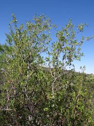 Image result for Combretum apiculatum