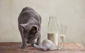 How to keep cats off counters. Keep Cats Off Counter Cat Training Cats What Cats Can Eat
