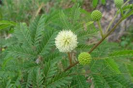 Image result for Leucas glabrata