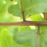 Image result for Pteris similis