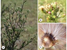 Image result for Pseudoconyza viscosa