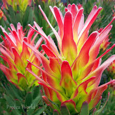 Image result for Protea micans