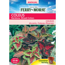 Coleus seeds are fairly inexpensive and may be purchased from almost any nursery or harvested from a plant that has gone to seed. Ferry Morse Coleus Rainbow Seed 1034 The Home Depot