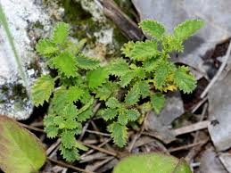 Image result for Tragia rupestris