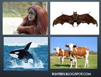 Soal essay dan jawaban tentang arthropoda. Soal Materi Arthropoda Dan Jawaban Jawabanku Id