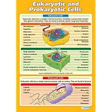 Eukaryotic And Prokaryotic Cells Science Educational Wall Chart Poster In High Gloss Paper A1 840mm X 584mm Biology Teaching Biology Science Biology