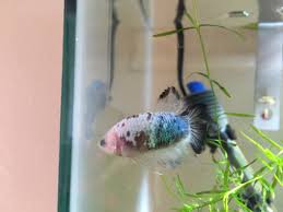 A 'dark bicolored betta' must have a solidly colored body in one of the 6 accepted solid colors. Do Koi Bettas Change Colors Betta Fish Forum 256494