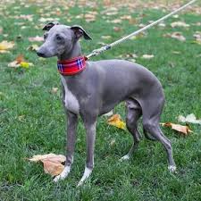 Check spelling or type a new query. Leash Training A Greyhound Puppy Dogs Whisperer