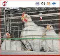 Bestchickencage China Plastic Chicken House Factory a Frame Automatic  Broiler Cages Free Sample Solid Wood Material Dirt Floor Chicken Coop