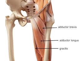 This group includes the adductor magnus, adductor longus, and adductor brevis muscles, as well as the pectineus and gracilis. Groin Strain