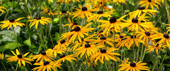 Maybe you would like to learn more about one of these? The Best Perennial Flowers For Zone 4 Plant Perfect