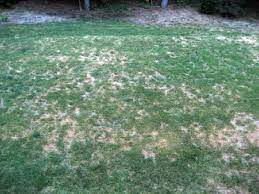 Pelletized lime is easier to transport and spread. When Should I Apply Lime To My Lawn 16 Acres Garden Center