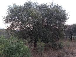 Image result for Ixora mildbraedii