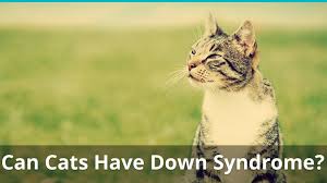 There are conditions that have been proven in animals (such as dogs) that have. Can Cats And Kittens Have Down Syndrome