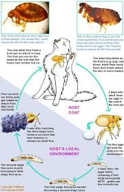 This Is The Fleas Life Cycle Diagram Of Ctenocephalides This Flea Life Cycle Drawing Would Also Apply To Range Of Other Flea Typ Fleas Vet Assistant Cat Fleas