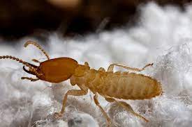 At times termite soldiers will fend off intruders. Where Do Termites Live Catseye Pest Control