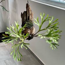 Image result for Trochomeria polymorpha