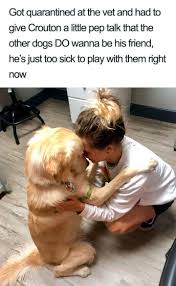 We give you a multitude of strategies for using the most effective language and tone of voice how you say a word—the tone, the inflection at the end of the word—must be the same each time for your dog to respond reliably. These Hilarious Memes Describe Our Pets Coronavirus Quarantine Film Daily