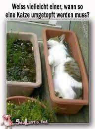pin von jojo n auf spruche sonstiges susse katzen fotos katzen katzenbabys
