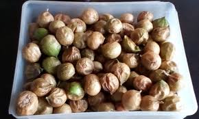 Image result for Vangueria esculenta