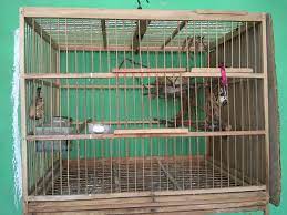 Keunggulan ketika anda memiliki burung pleci. 13 Cara Ternak Pleci Menggunakan Sangkar Gantung Arenahewan Com